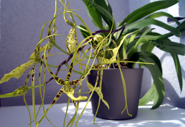 Brassia vårig