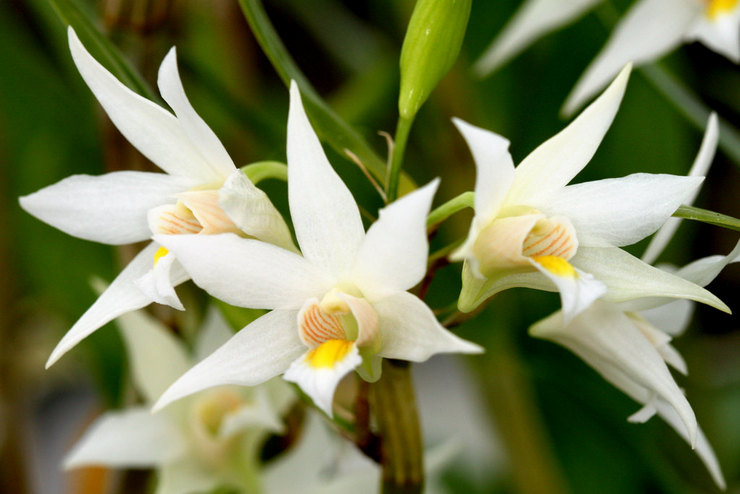 Dendrobium