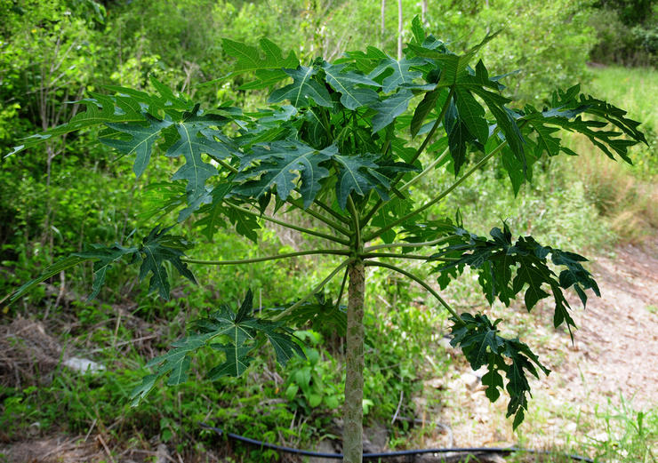 Papaya - hemvård. Papaya odling, transplantation och reproduktion. Beskrivning. Ett foto