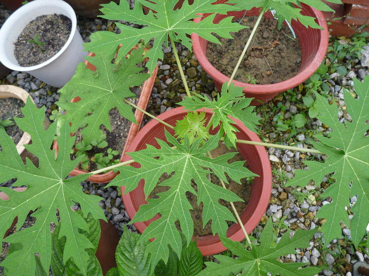 Snabbväxande tropisk papaya under vår- och sommarmånaderna kräver mycket styrka och näringsrik näring i form av gödselmedel