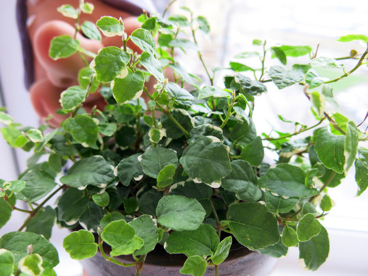 Dwarf ficus - penjagaan rumah. Ficus kerdil yang semakin meningkat, pemindahan dan pembiakan. Penerangan. Gambar