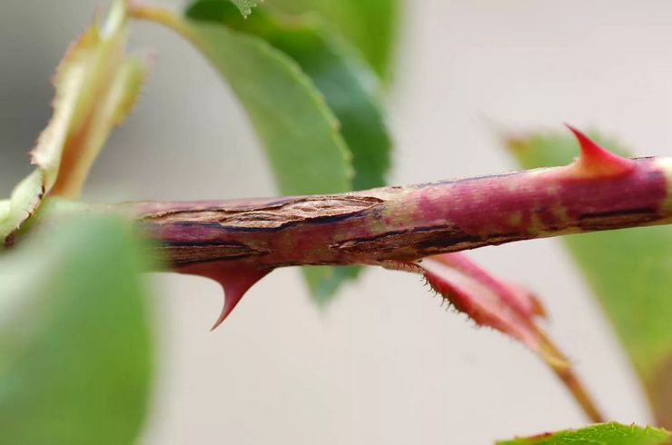 Coniotirium Mawar Mendaki