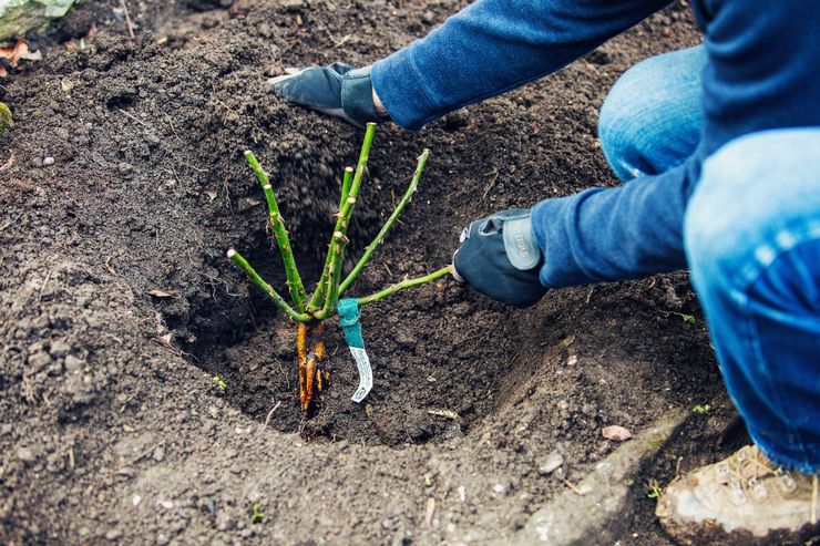 Plantera klättringsrosor i öppen mark