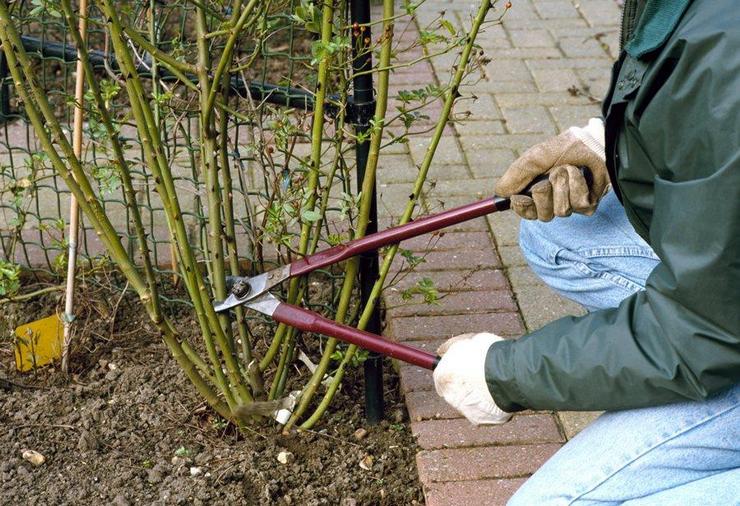 Klättring rosor efter blomning