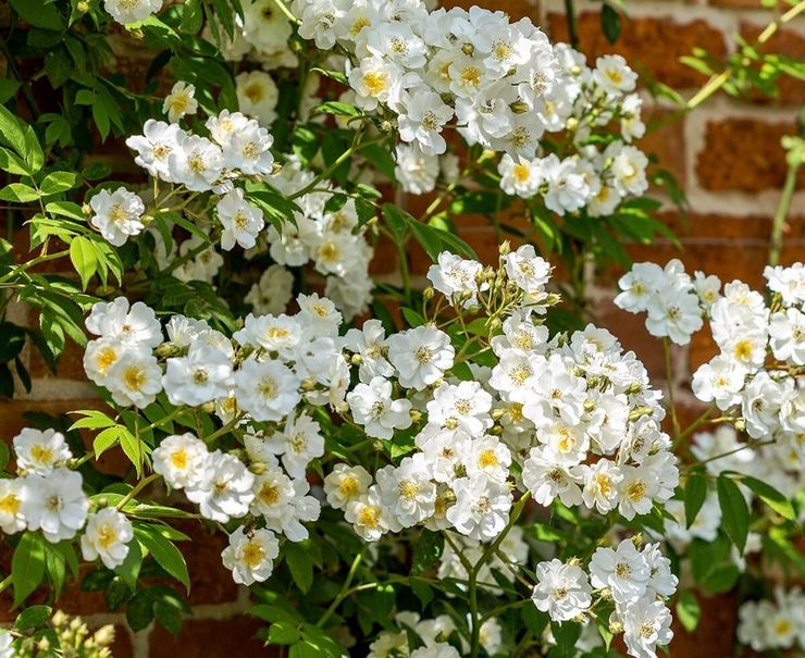 Klättring Rose Rambling Rector