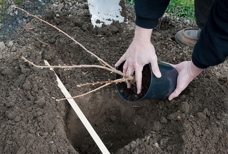 Plantering och odling av svarta vinbär