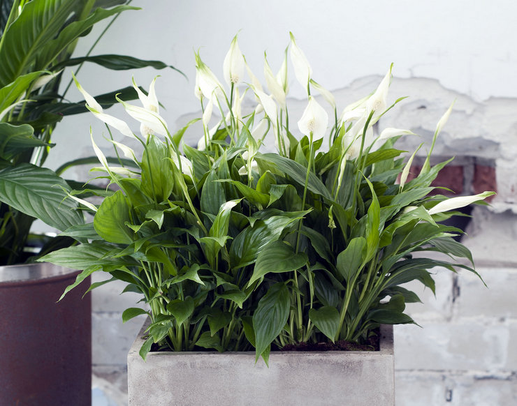 Spathiphyllum är den mest populära blomman som ger lycka till huset, eller snarare kvinnlig lycka.