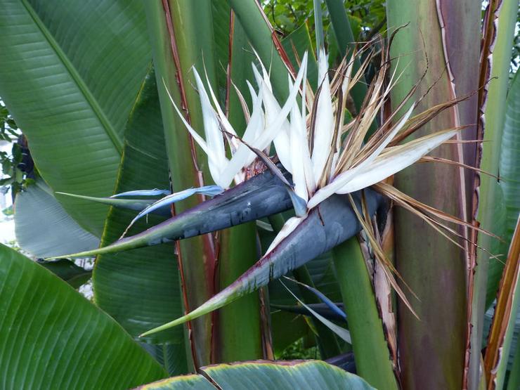 Strelitzia Augustus, atau strelitzia putih