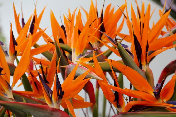 Strelitzia gunung