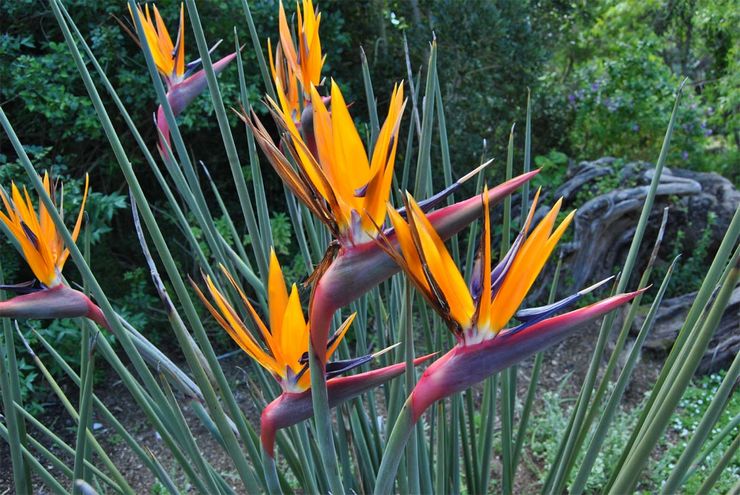 Strelitzia vass