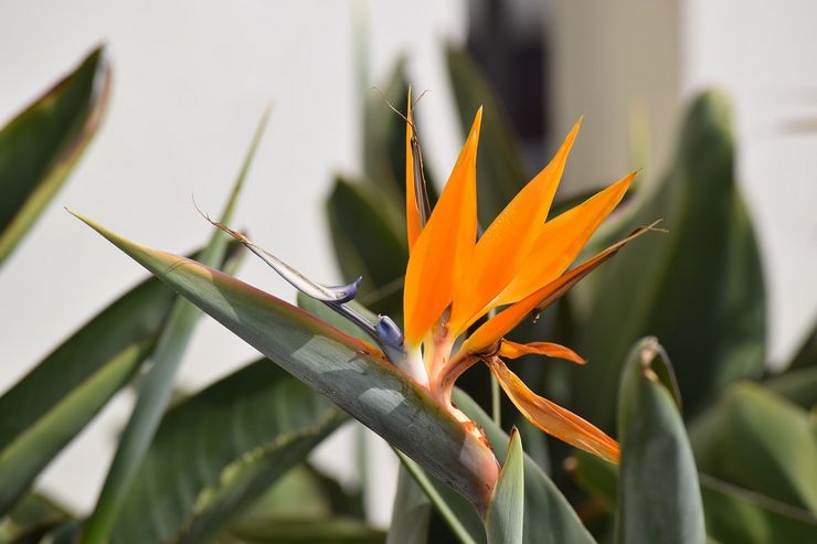 Mengapa strelitzia tidak mekar