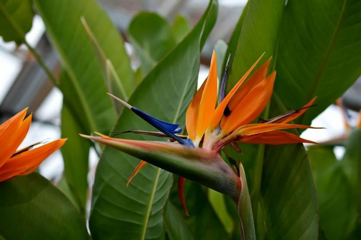 Penerangan mengenai Strelitzia