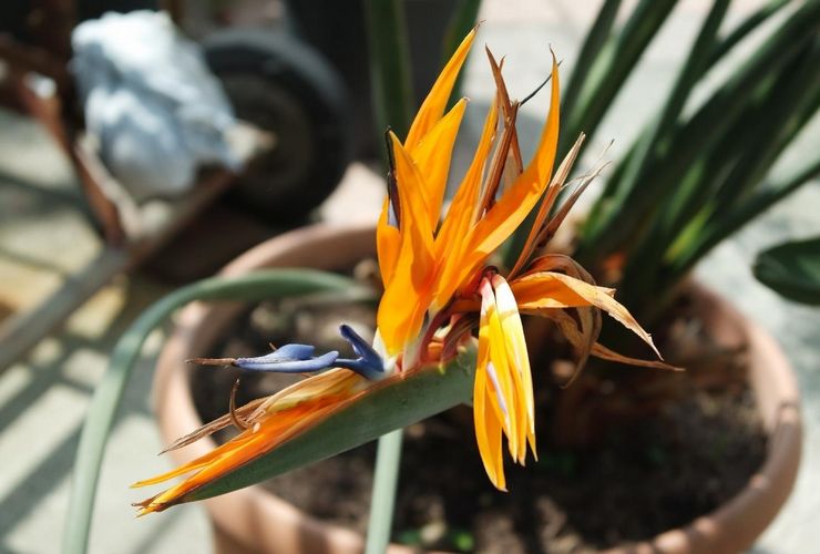 Jord för växande strelitzia