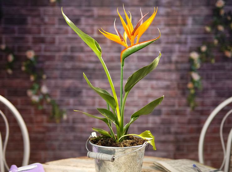 Strelitzia disiram dengan sederhana