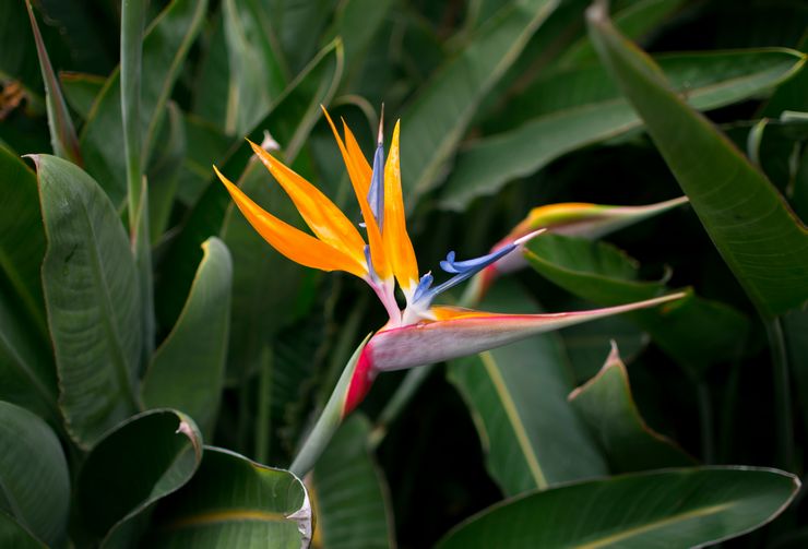 Tumbuhan Strelitzia