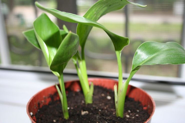 Metoder för avel av strelitzia