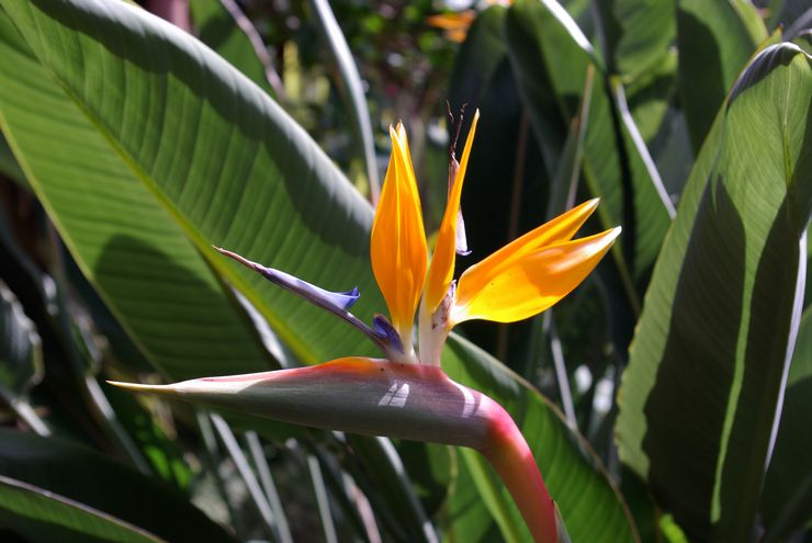 Strelitzia Diraja