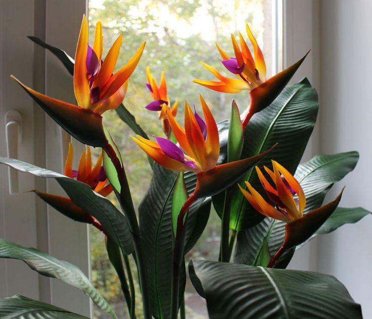 Hemsjukvård för strelitzia