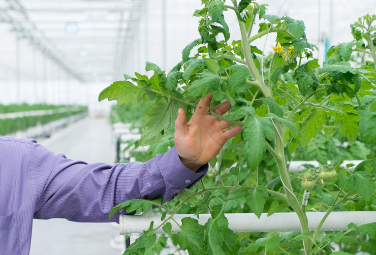 Obestämda (dvs. obegränsade i stamtillväxt) tomatsorter är mer lämpliga för förvaring i ett växthus.