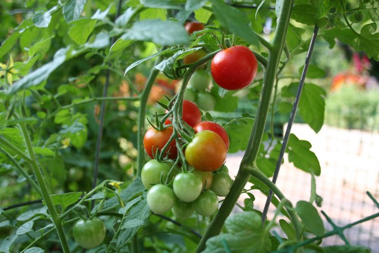 Även under samma förhållanden i växthuset beror mognadstiden på den specifika tomatsorten.