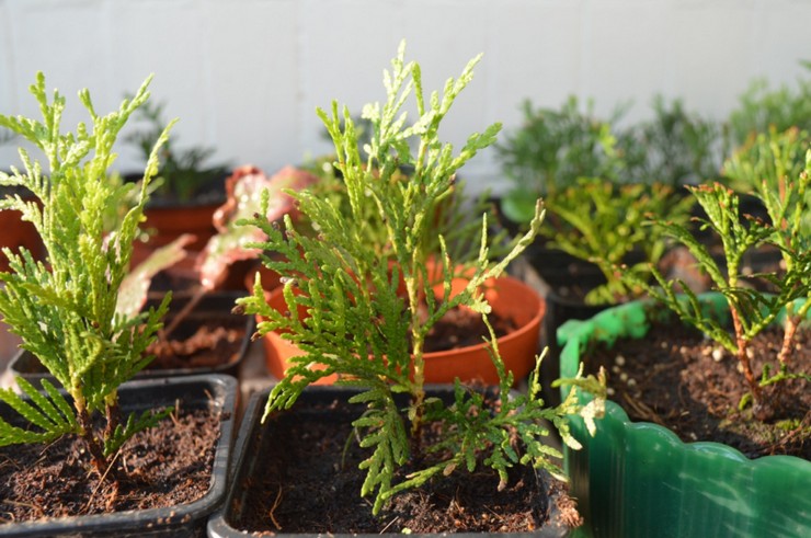 Penyebaran Thuja dengan keratan