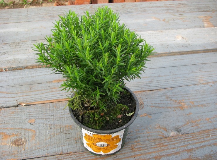 Thuja - menanam dan merawat di kebun dan di rumah. Tumbuh thuja dari biji, pembiakan dengan keratan. Penerangan, jenis. Gambar