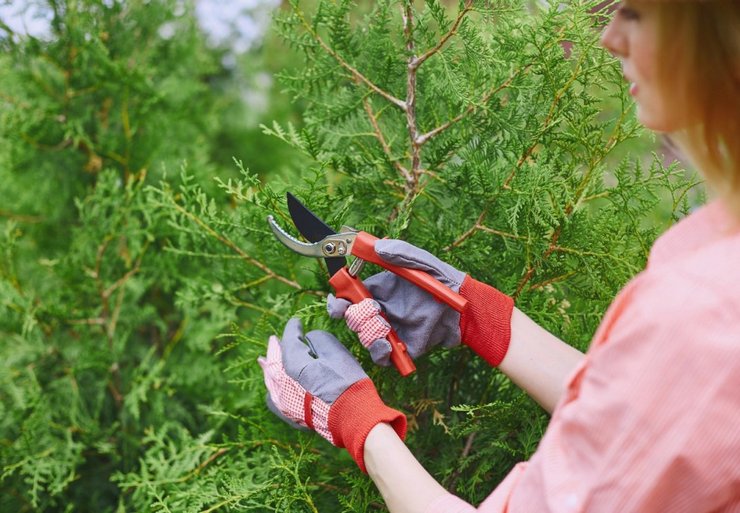 Viktiga regler för vård av vuxen thuja