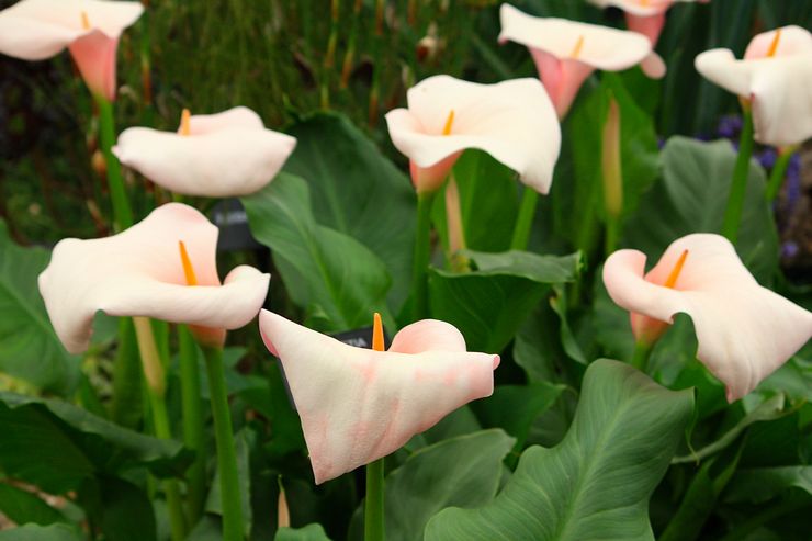 Calla Ethiopia