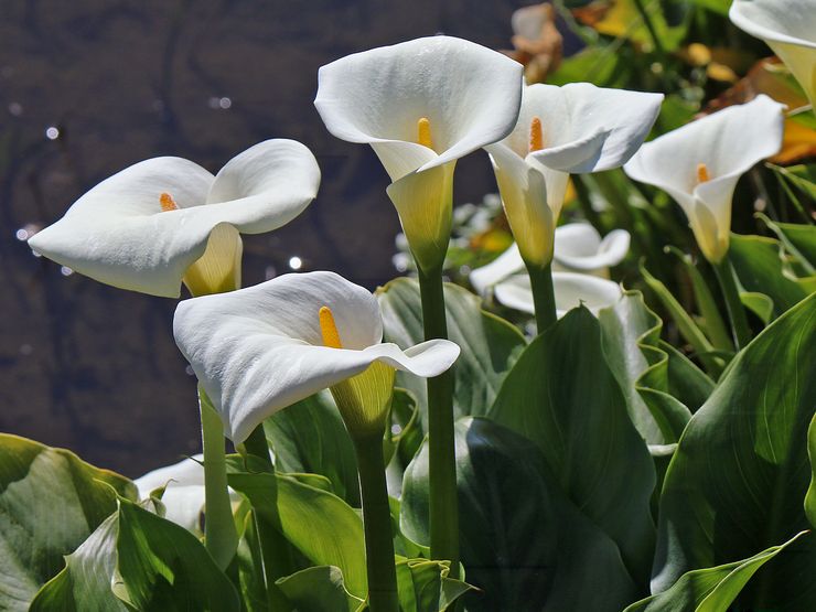 Taman teratai Calla