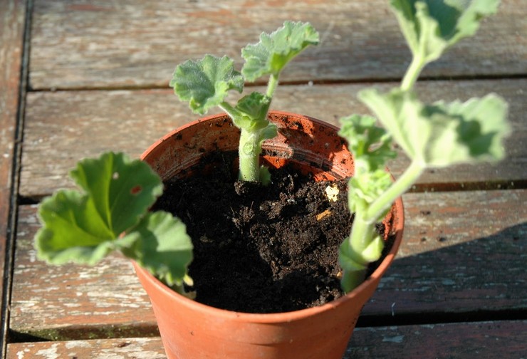 Periuk pelargonium