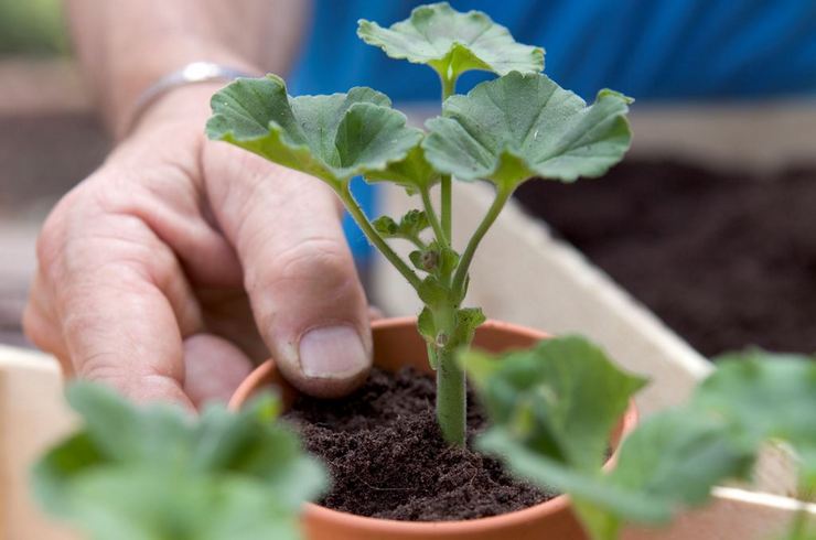 Pemindahan geranium (pelargonium). Cara pemindahan geranium dengan betul