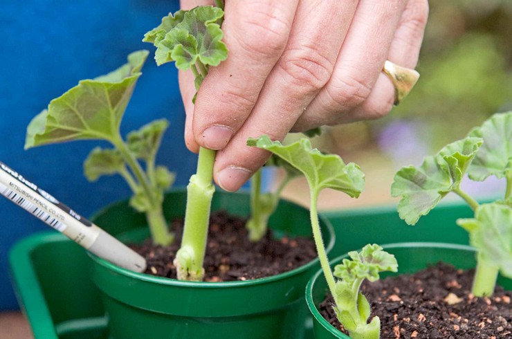 Cara pemindahan geranium dengan betul