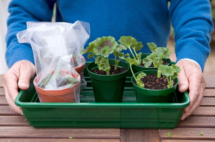 När ska pelargoner transplanteras?