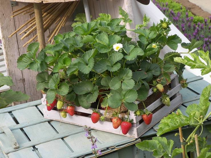 Bentuk tanaman buah dan beri yang standard