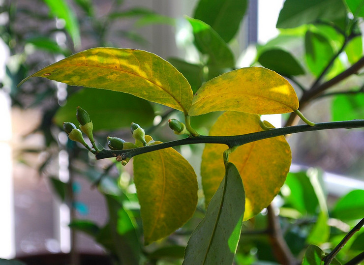 Mengapa daun lemon bertukar menjadi kuning dan jatuh? Masalah dengan menanam limau dalaman