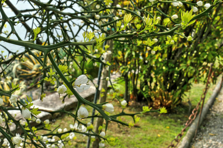 Tripoliata kelihatan seperti pokok renek kecil bertingkat dengan mahkota berbentuk khemah dan dahan yang rata dengan duri besar.