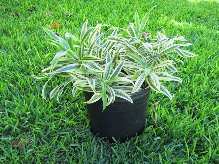 Dracaena unbent - penjagaan rumah. Penanaman dracaena bengkok, pemindahan dan pembiakan. Penerangan, jenis. Gambar