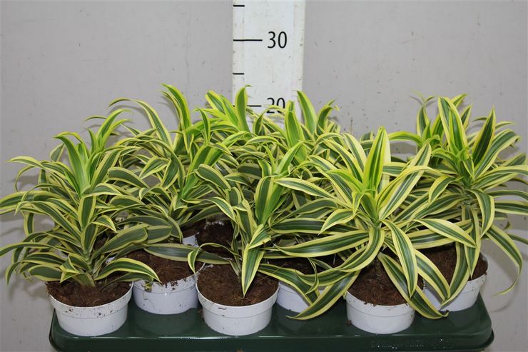 Reproduktion av en böjd dracaena