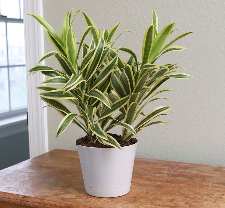 Omsorg för dracaena vikta hemma