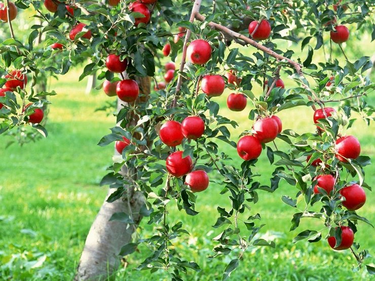 Cara menjaga pokok epal. Peraturan untuk menanam dan merawat pokok epal di kebun