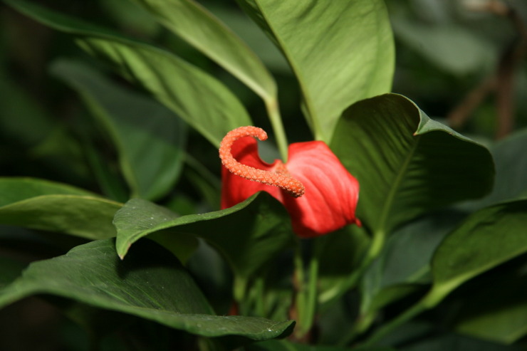 Anthurium Scherzer - penjagaan di rumah. Penanaman anthurium scherzer, pemindahan dan pembiakan. Penerangan. Gambar