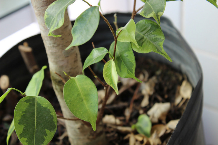 Sebab utama mengapa daun ficus Benjamin jatuh