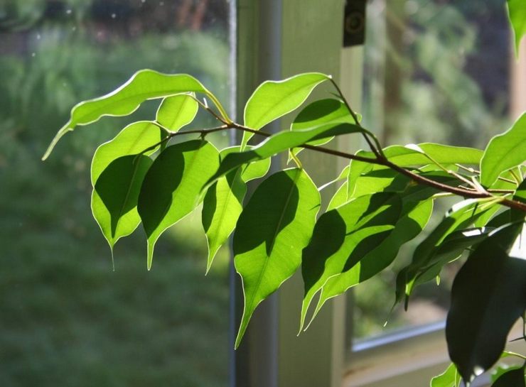 Utkast och plötsliga förändringar i rumstemperatur är en av de vanligaste orsakerna till Benjamins ficuslövverk.