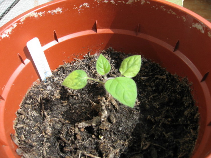 Cara menumbuhkan physalis