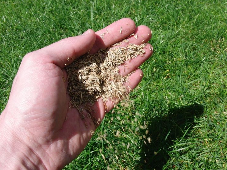 Menanam rumput atau menyemai rumput di musim gugur