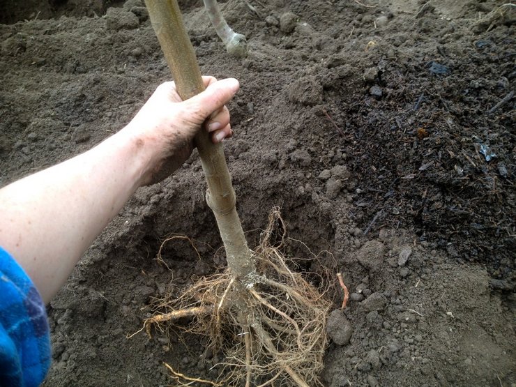 Plantering och vård av ett päron