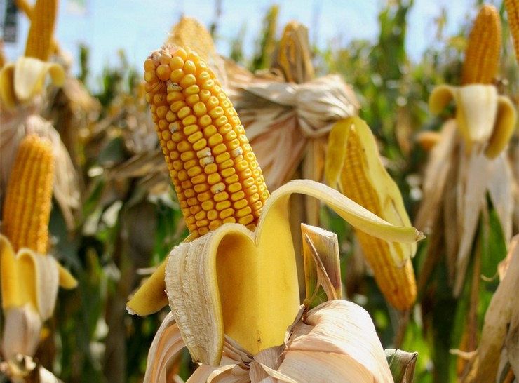 Jagung ditanam dari biji. Menanam dan menjaga jagung di luar rumah