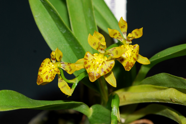 Oncidium - hemvård. Växande oncidium orkidéer, transplantation och reproduktion. Beskrivning. Ett foto