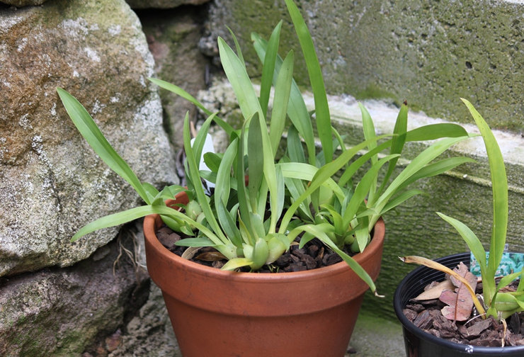 Untuk menanam oncidium, anda boleh menggunakan campuran siap pakai dari kedai khusus atau menyediakan sendiri