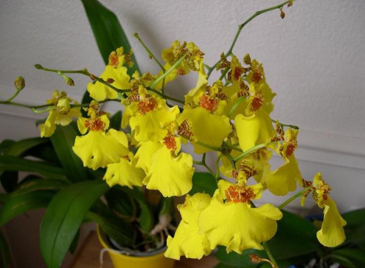 Omsorg för oncidium hemma